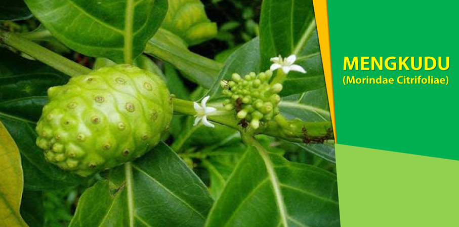 Khasiat Mengkudu Obati Diabetes Khasiat Mengkudu Obati Diabetes